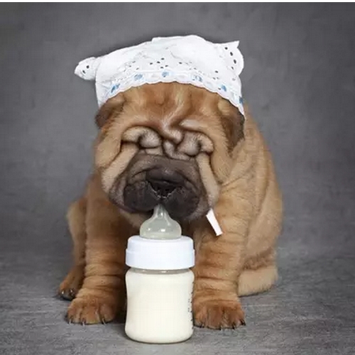 CHIEN - LAIT MATERNISE